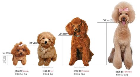 咖啡色狗品種|5 種貴賓犬：標準型、中型、矮型、玩具型、茶杯型